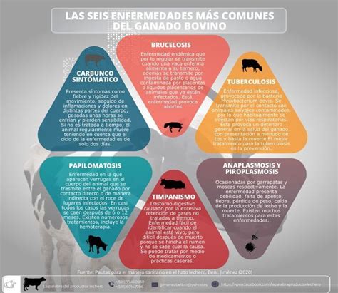 Infografía Las seis enfermedades más comunes del ganado bovino