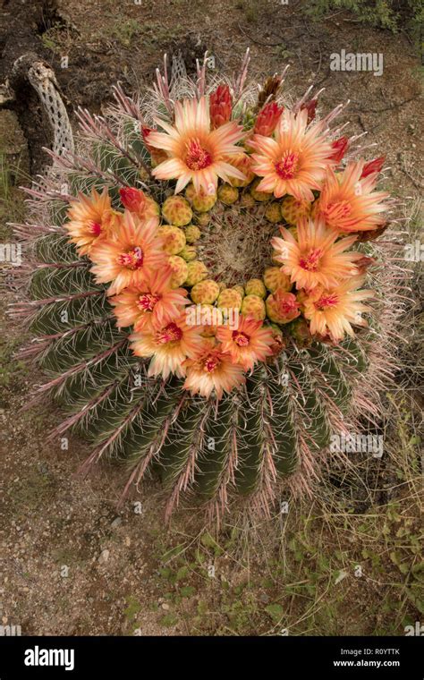 fishhook barrel cactus,Ferocactus wislizeni, Arizona Stock Photo - Alamy