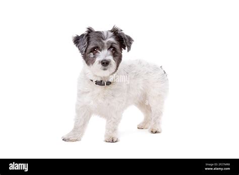 Small white and grey haired dog Stock Photo - Alamy