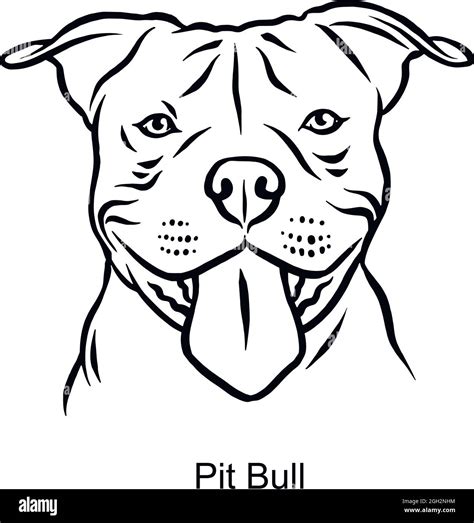 Pit Bull Portrait Dog In Line Style Pet Portrait In Light Style Head