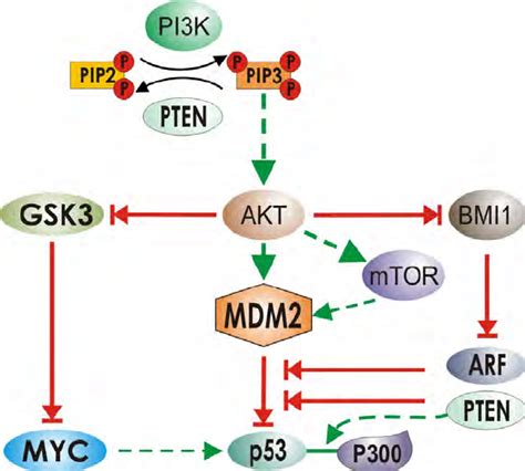 Role Of PTEN In P53 Regulation PTEN Hydrolyses The Phosphate Group In