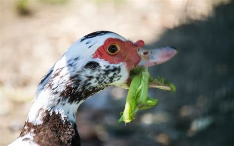 23 Most Common Duck Behaviors Explained - LearnPoultry