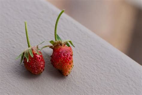 Free Images Fruit Flower Food Red Produce Strawberry Close Up