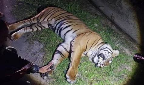 Miris Harimau Langka Mati Ditabrak Mobil Di Jalan Tol