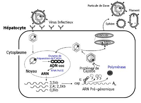 Figure 1 from Aspects cliniques et épidémiologiques des infections à