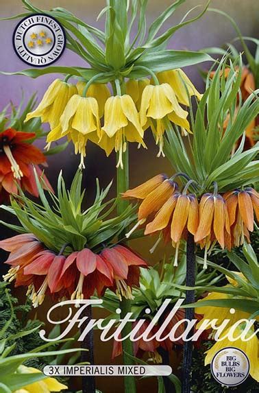 Bulbi Fritillaria Imperialis Mix Lalele Imperiale Mix Multicolor