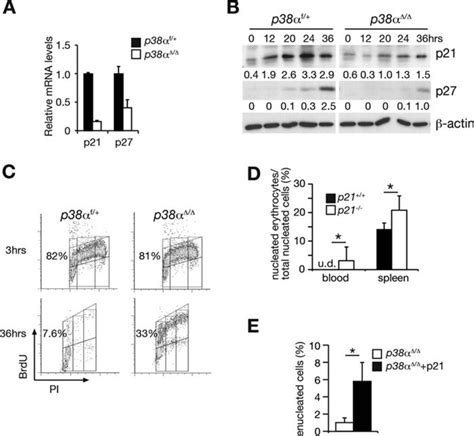 p38α controls erythroblast enucleation and Rb signaling in stress