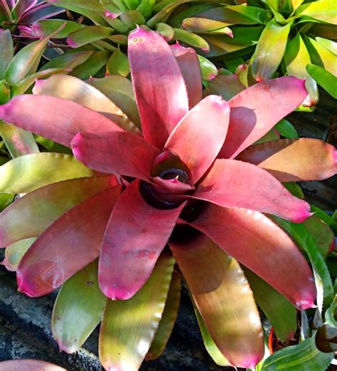 Neoregelia Red Bromeliad Plant - Nestreeo.com