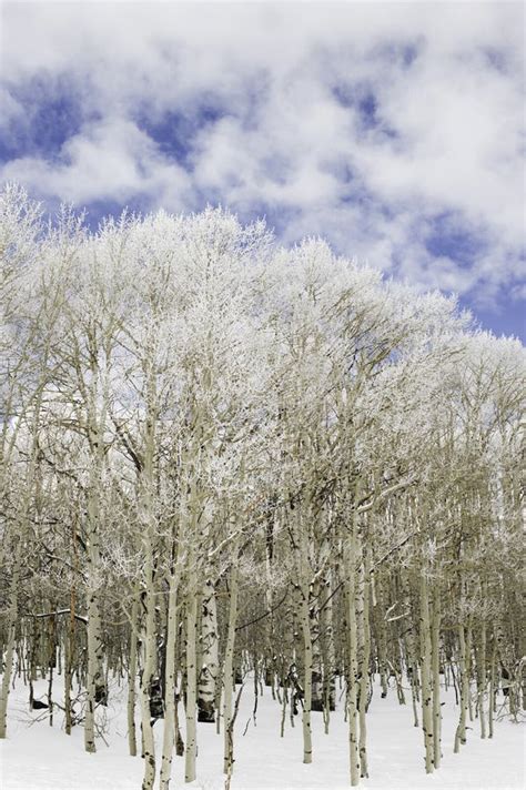 Aspen trees in snow. stock image. Image of white, tree - 23585975