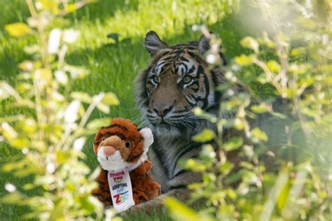 Tiger Silver Child Adoption Pack • Paignton Zoo