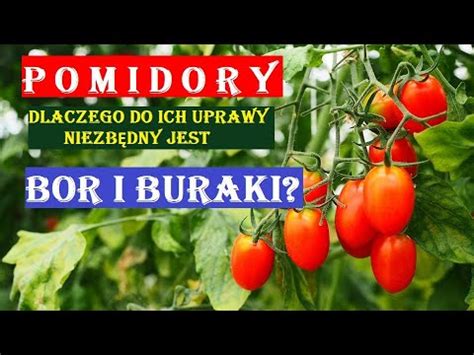 Pomidory Dlaczego Niezb Dny Jest Im Bor I Buraki Youtube