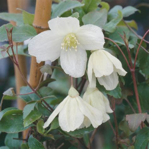 Winter clematis: plant one of these in your garden for stunning seasonal colour | Gardeningetc