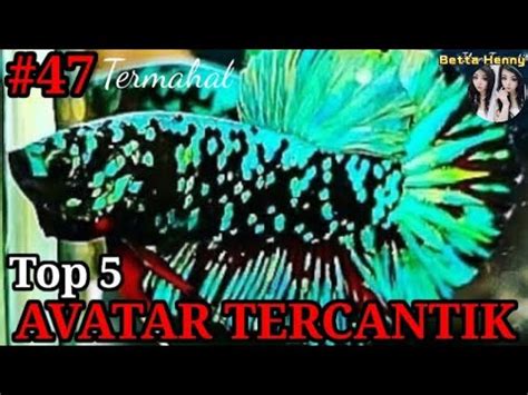 IKAN CUPANG AVATAR TERCANTIK TERMAHAL BETTA FISH AVATAR FIGHTING