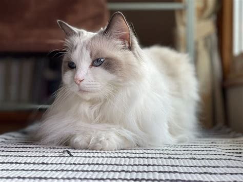 Ragdoll Cats And Allergies Common Cause Symptoms Ragdollguru