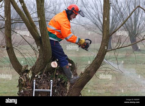 willow, osier (Salix spec.), Volunteers pruning willow trees during maintenance works in nature ...