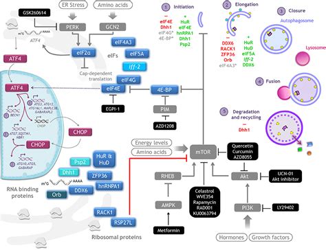 Frontiers Autophagy Regulation By The Translation Machinery And Its