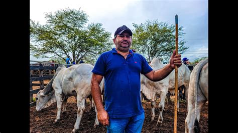 BEZERRADA BRANCA NELORE Á VENDA EM CACHOEIRINHA PE ANIMAIS DE