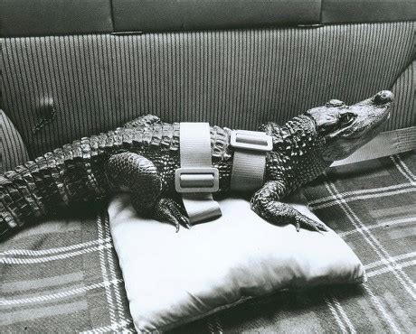 41 Alligator habitat Stock Pictures, Editorial Images and Stock Photos ...