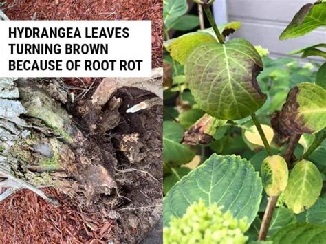 Why Are My Hydrangea Leaves Turning Brown? – World of Garden Plants