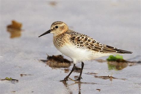 Kerry Birding Bairds And Pectoral Sandpiper