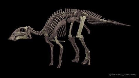 Descubren Nueva Especie Ancestral De Dinosaurio Pico De Pato Que Vivió