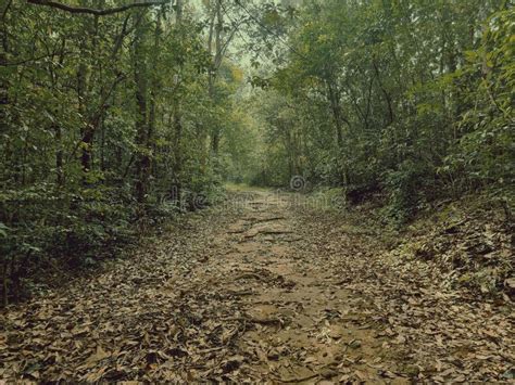 Spectacular Forest Way In Silent Valley National Park In Palakkad