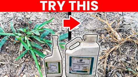 Goosegrass Weed Killer In The Lawn Testing 2 Products Youtube