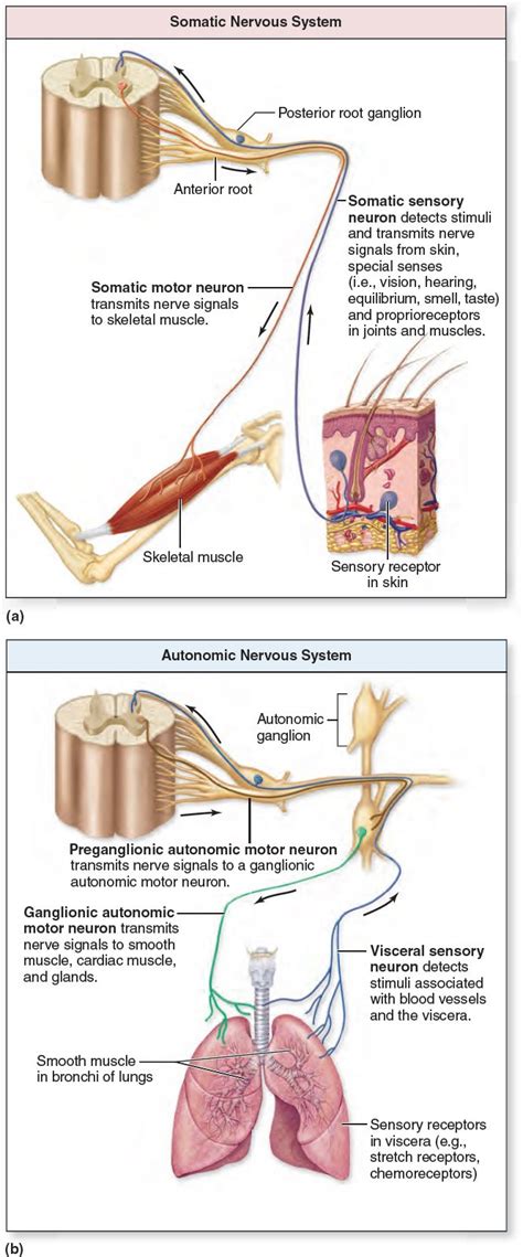 Comparison of Somatic and Autonomic Nervous Systems. The nervous system ...