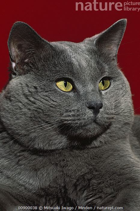 Stock Photo Of Domestic Cat Felis Catus Large Adult Gray Cat