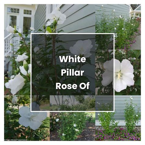 How To Grow White Pillar Rose Of Sharon Plant Care And Tips