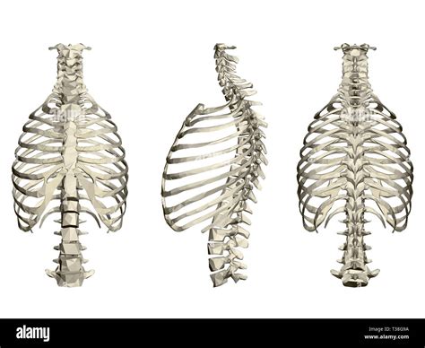 Anatomy Rib Cage Posterior View Thoracic Spine In Humans The Rib