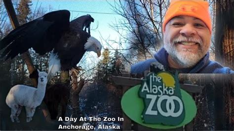 Exploring the Alaska Zoo: A Unique Wildlife Adventure