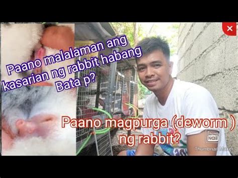 Paano Malalaman Ang Kasarian Ng Rabbit Habang Bata Pa Paano Mgpurga