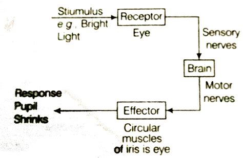 What Are Reflex Actions Give Two Examples Explain A Reflex Arc