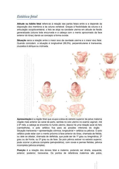 Tut 9 Mod 13 Resumo Módulo Xiii Obstetrícia Estática Fetal Atitude