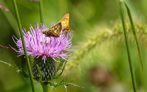 Hummingbird & Butterfly Gardens - Pondscapes And More