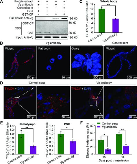 Immune Blocking Of Midgut Vg Inhibits Tylcv Movement Across The Midgut