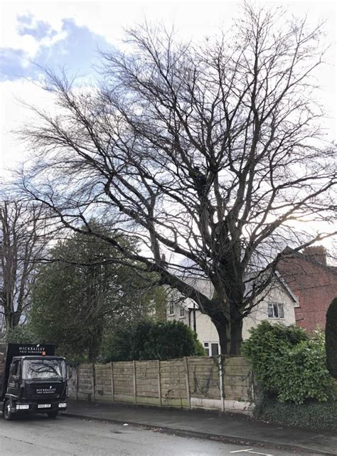 Subtle But Effective Tree Pruning Nick Bailey Tree Surgeon