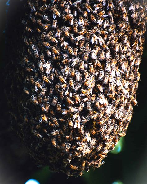 Wasp Nest vs. Bee Nest? How Can You Tell The Difference? - Beekeeping 101