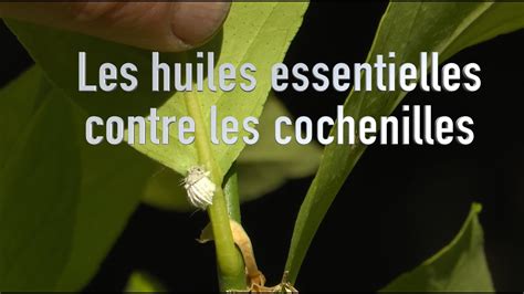 Pulvériser de lhuile essentielle contre les cochenilles YouTube