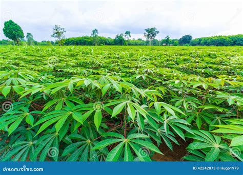 Green Cassava Field Stock Image Image Of Natural Blue