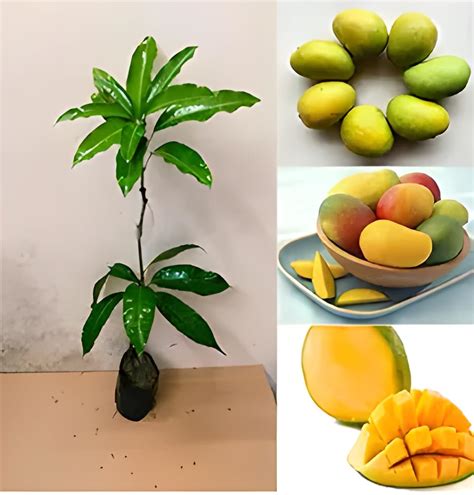 Green View Pusha Pratibha Mango Live Amba Fruit Plant Grafted Hybrid