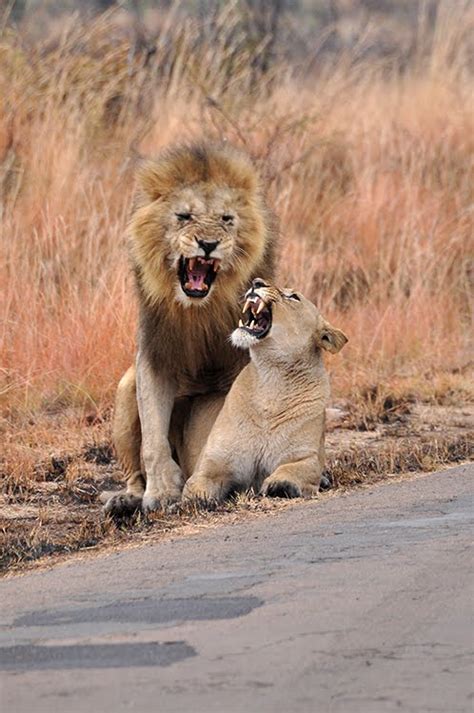 Cois Meyer Photo Library: Lions Mating