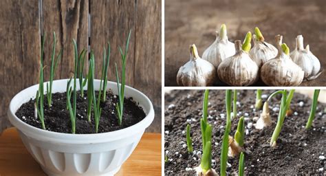 How To Grow Garlic At Home For An Endless Supply Garden