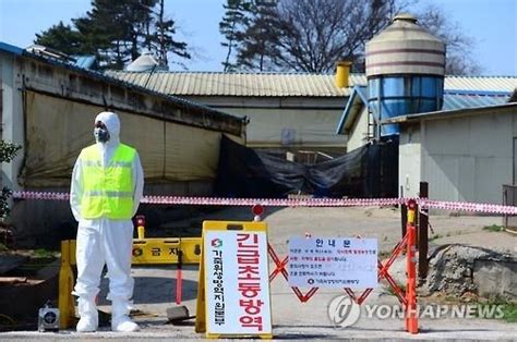 충남 구제역 족쇄 풀리나이동제한 해제 예정 연합뉴스