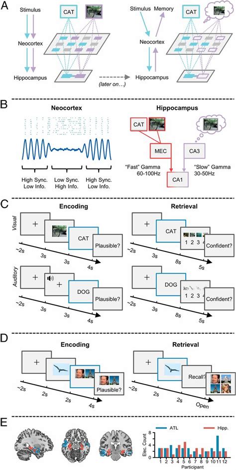 Directional Coupling Of Slow And Fast Hippocampal Gamma With