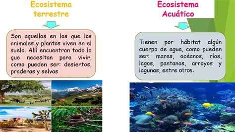 Ecosistema Terrestre Y Acuatico