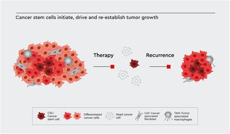 Cancer Stem Cells In Tumor Biology Promocell