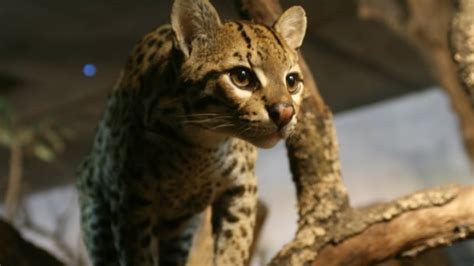 Atropellan A Ocelote En Peligro De Extinci N En Sonora