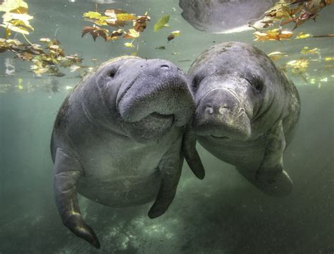 History of Manatees Across World’s Oceans Tracked by New Research